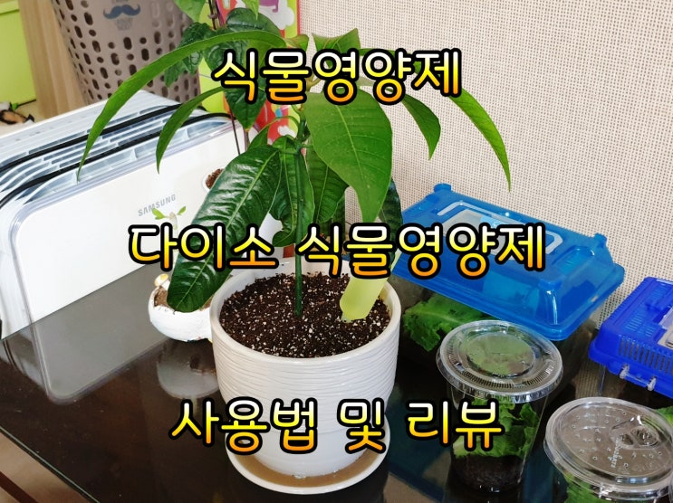  다이소  식물영양제 애플망고에게 먹이기