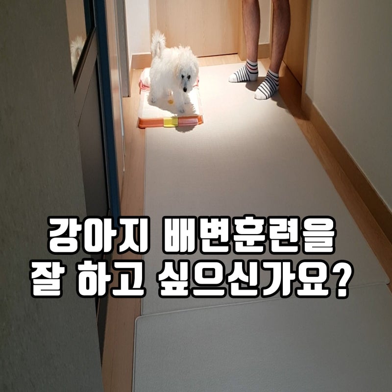 이선우훈련사의대구강아지방문훈련