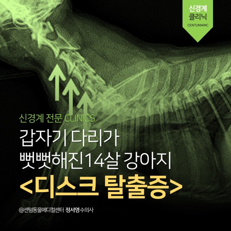  14살 강아지 디스크 탈출증, IVDD (다리 마비 뻣뻣, 부산 신경계 동물병원, 센텀동물메디컬센터)