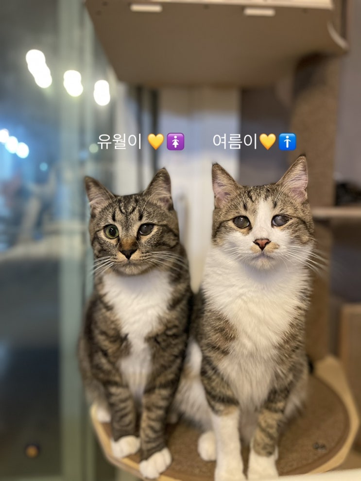  우리집 고양이를 소개합니다/ 입양계기, 과정