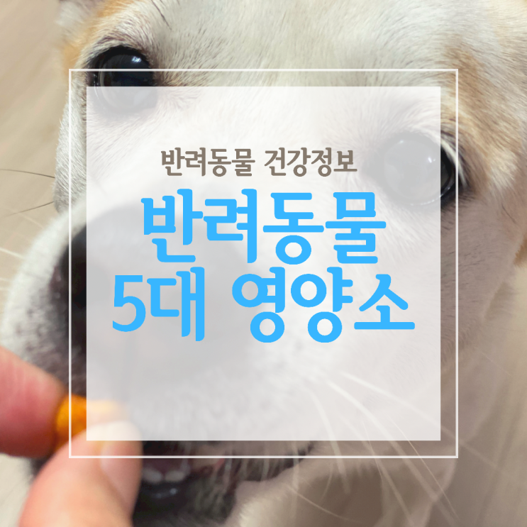  5대 영양소는 반려동물에게 중요합니다!