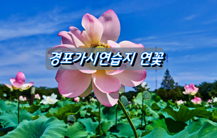 심청이가 걸어 나올듯 아름다운 경포가시연습지 연꽃 심청이가 걸어 나올듯 아름다운 경포가시연습지 연꽃