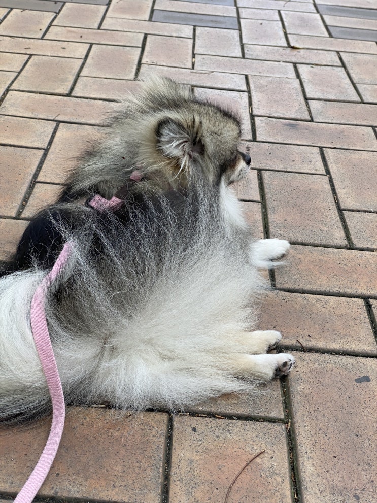  꾸꾸의 평화로운 일상