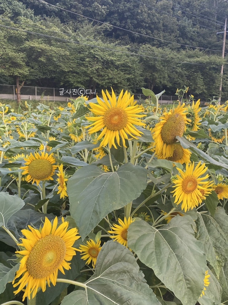  디니의 일상 #08.09