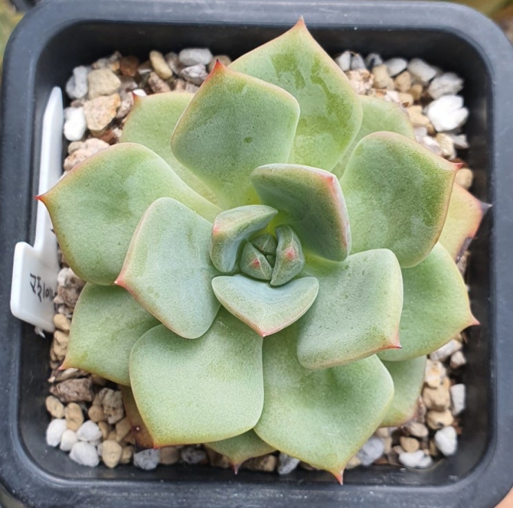  그레이로즈, 마리아SP