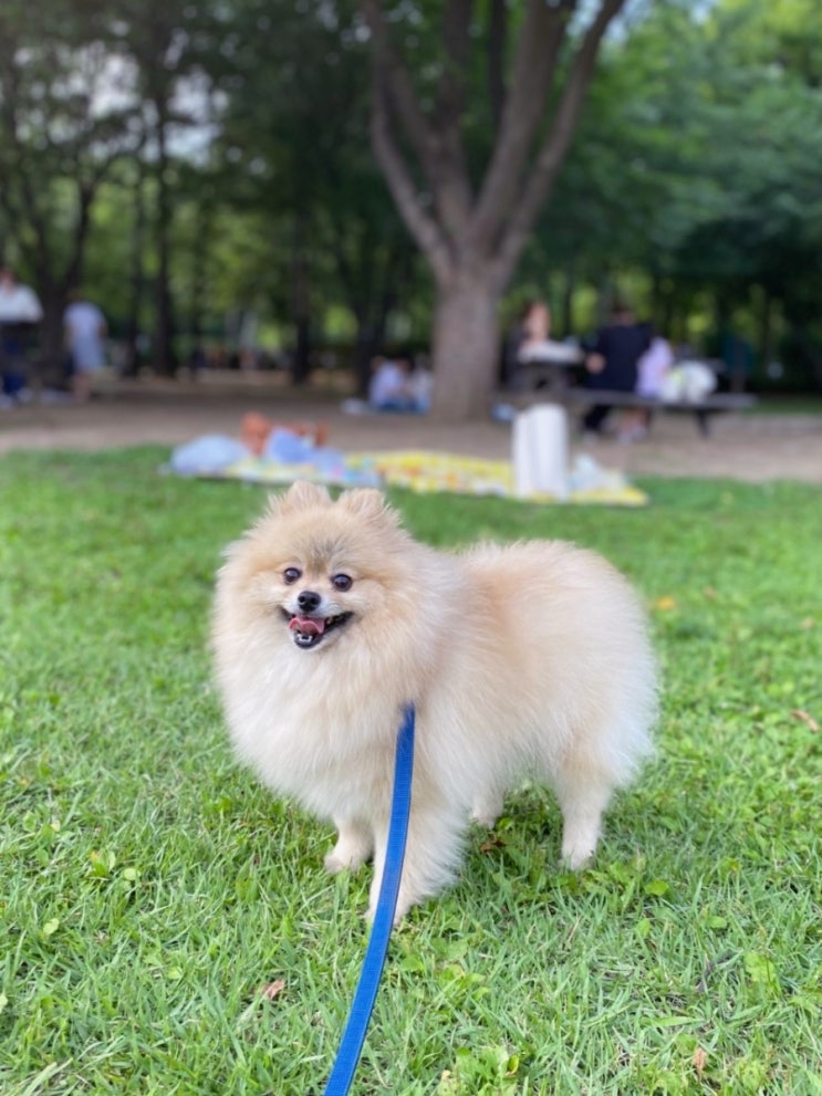 포메라니안 입양. 또또의 가족이 되어주세요. 외모만 보지 마시고 단점 꼭 읽어주세요.