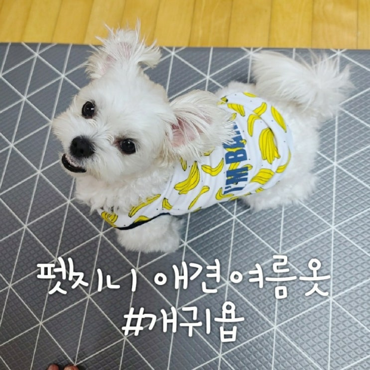  [제품] 펫지니에서 강아지쿨나시 꼬까옷 장만했어요 :)