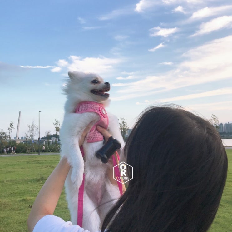  《반려동물》 반려견 모아를 소개합니다.