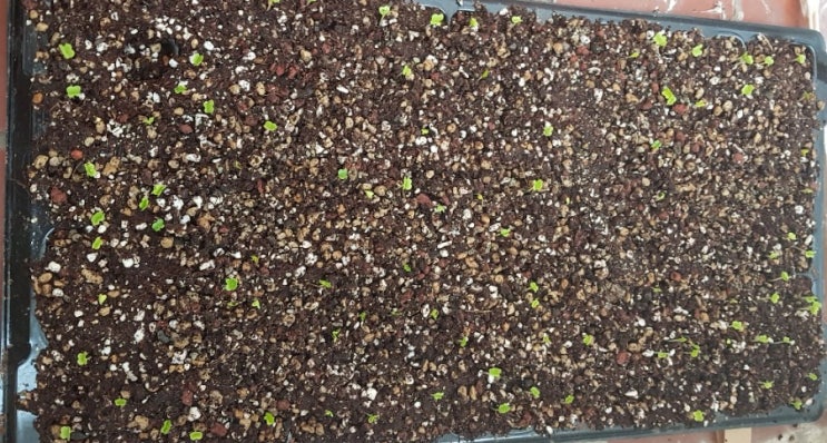  주말 농장(8. 8)/배추 모종 키우기