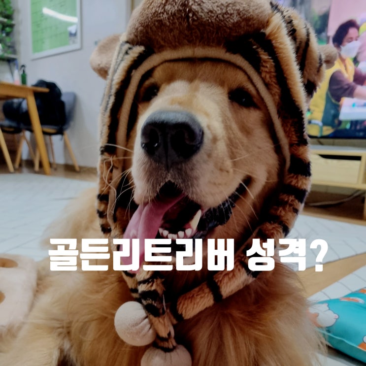  골든 리트리버 성격? 2년 반 살아 보니 이렇습니다.
