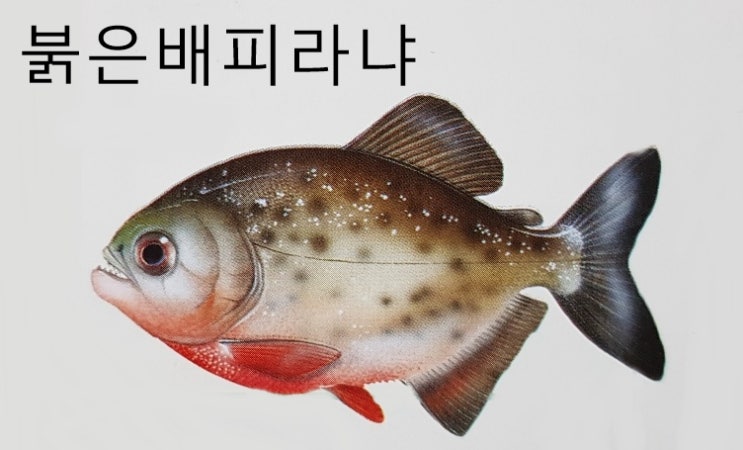  잉어 도미 피라냐 종류 특징 먹이 서식지
