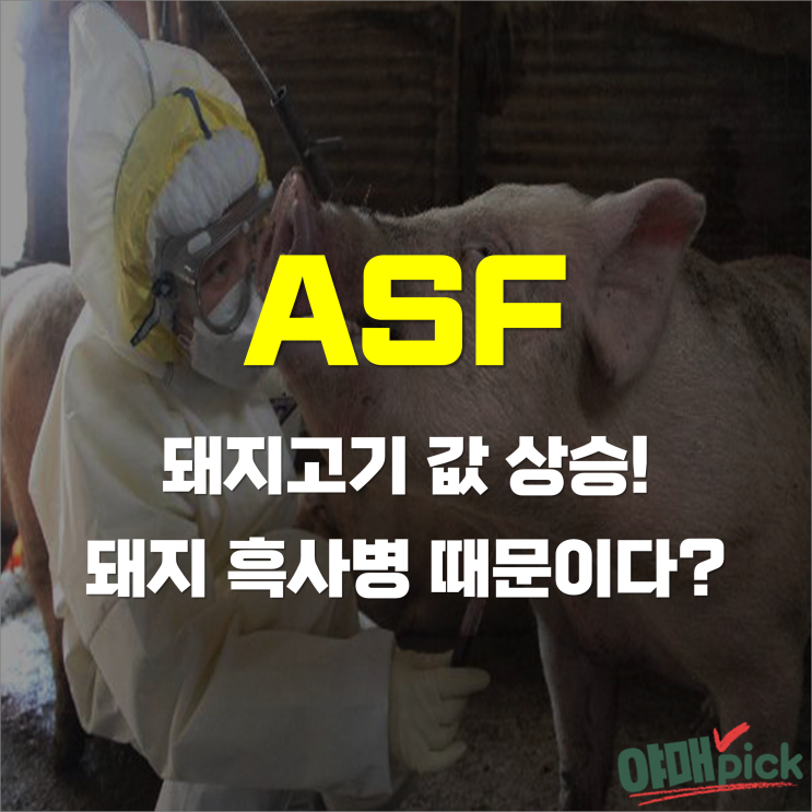[증시이슈] ASF '돼지 흑사병' ! 돼지고기 값 상승 잡아라