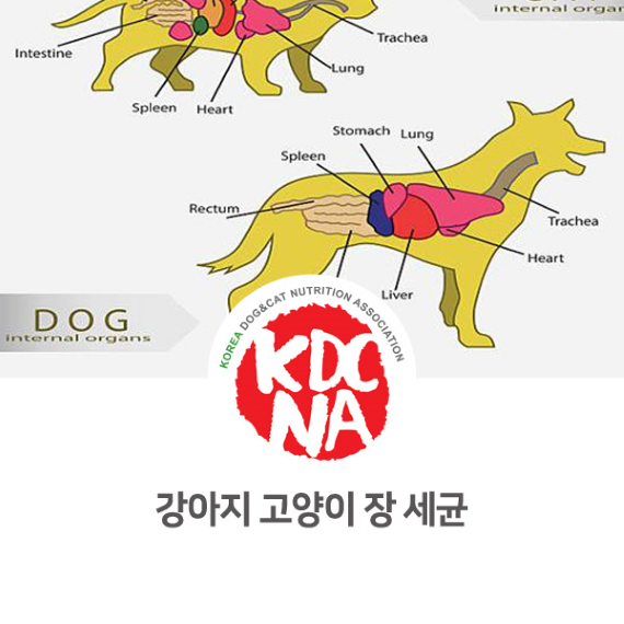  강아지 고양이 장내 세균에 대해서 알아봐요.[펫푸드자격증/한국반려동물영양협회/완자애밥/광주애견수제간식/담양/공주/양양/서천/울산_841]