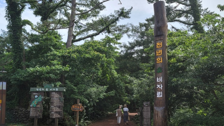  제주 동쪽 가볼 만한 무장애숲길 비자림