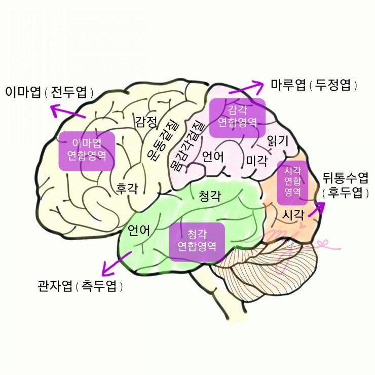 뇌의 구조 대뇌구성 이마엽 마루엽 관자엽 간뇌 시상 시상하부 뇌간 기능 : 네이버 블로그