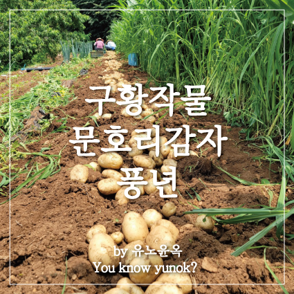  올 문호리 감자 농사 엄청 잘 됐데요