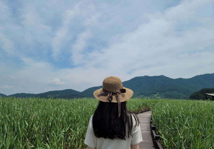  가을이 아름다운 순천만 습지, 여름 풍경