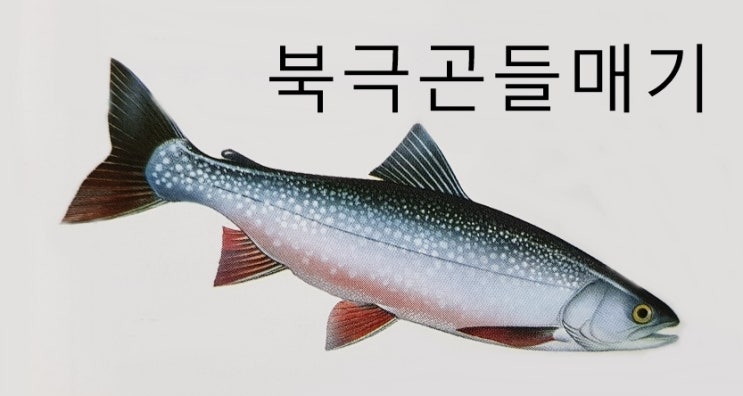  전기뱀장어 연어 도끼고기 파이크 종류 특징 서식지 먹이