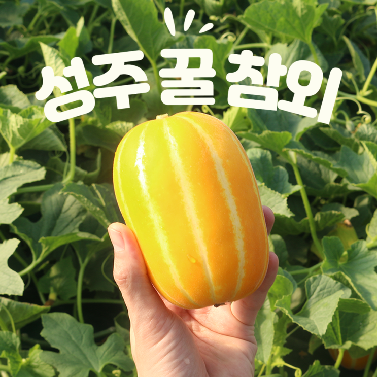 많이 팔린 참외 성주참외 꿀참외 성주참외직거래 3kg 5kg 10kg, 성주참외 3kg 특등품 추천해요 많이 팔린 참외 성주참외 꿀참외 성주참외직거래 3kg 5kg 10kg, 성주참외 3kg 특등품 추천해요