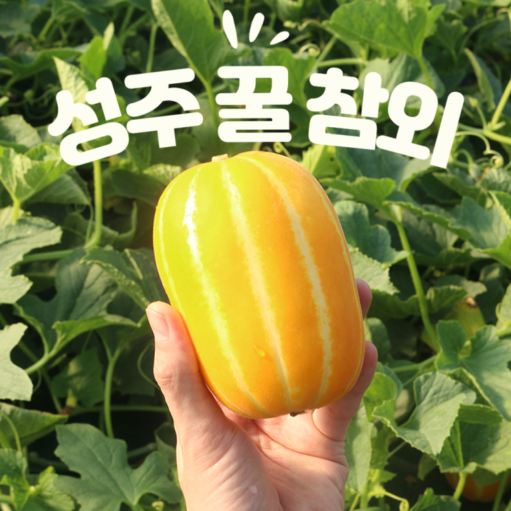 많이 팔린 참외 성주참외 꿀참외 성주참외직거래 3kg 5kg 10kg, 성주참외 3kg 특등품 추천해요