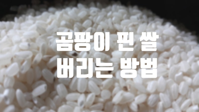 곰팡이 핀 쌀 버리기 / 상한 쌀 생쌀버리는 방법