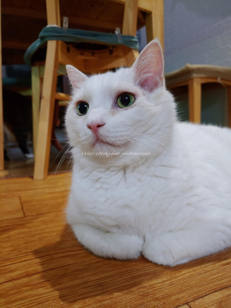  고양이 4남매 일상, 집사 심장이 심쿵~ 13살 묘르신 제니의 예쁜 고양이 사진 모음