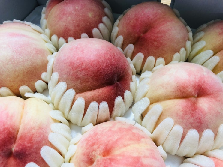  맛과 향이 좋은 아리향 복숭아 깎는법과 보관방법