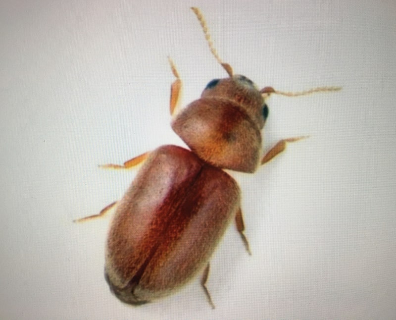 권연벌레 원인 서식지를 찾아 퇴치하는 방법 - 구리방역업체 한화방역 : 네이버 블로그 권연벌레 원인 서식지를 찾아 퇴치하는 방법 - 구리방역업체 한화방역 : 네이버 블로그