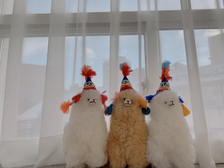  스페인어 독학 공부에 대한 단상, 알파카 인형 성인 애착인형이 잘 팔리고 있따
