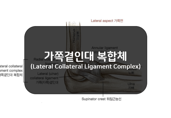 팔꿈치의 가쪽곁인대복합체(Lateral Collateral Ligament Complex)