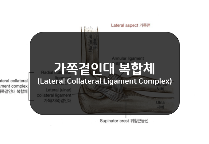 팔꿈치의 가쪽곁인대복합체(Lateral Collateral Ligament Complex)