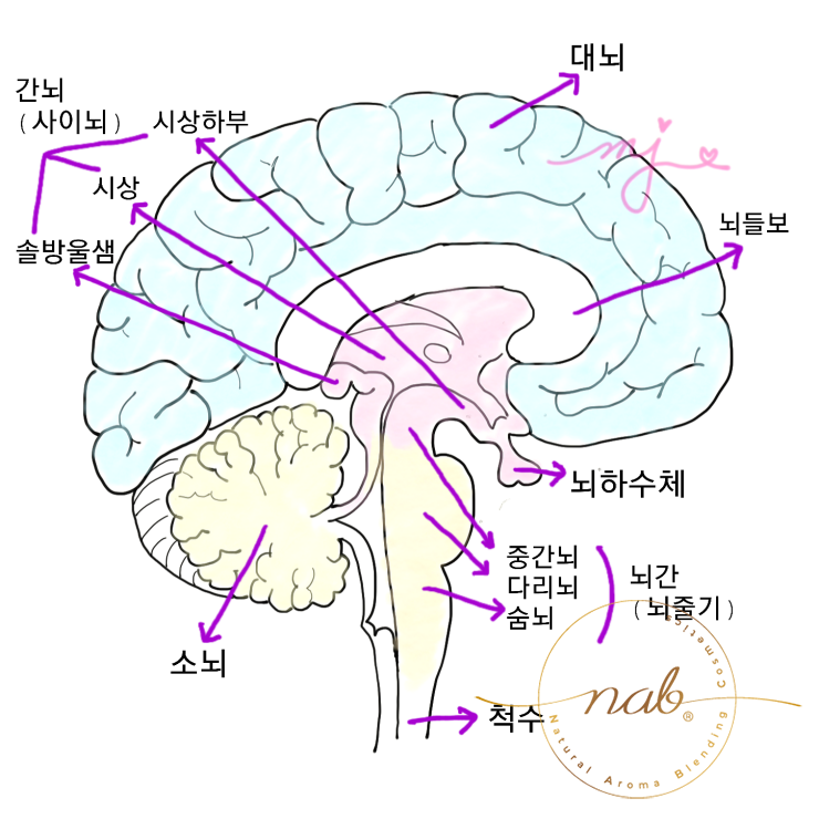 뇌의 구조 대뇌구성 이마엽 마루엽 관자엽 간뇌 시상 시상하부 뇌간 기능 : 네이버 블로그
