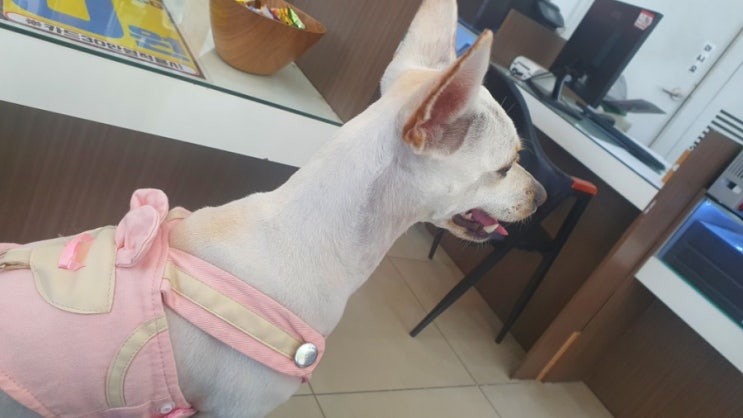  강아지 일상 사랑스러운 하얀의 바쁜 하루 보기!