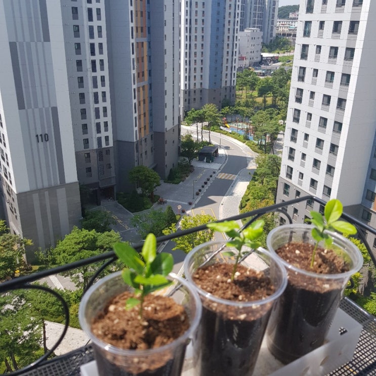  베란다 화분걸이대 내돈내산 후기