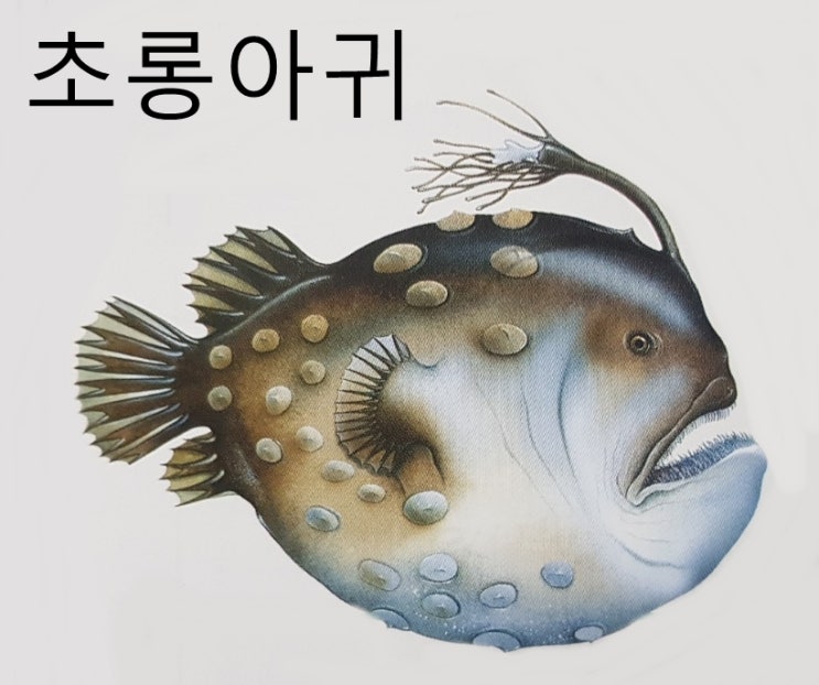  대구 아귀 커스크뱀장어 종류 특징 크기 먹이 서식지 입