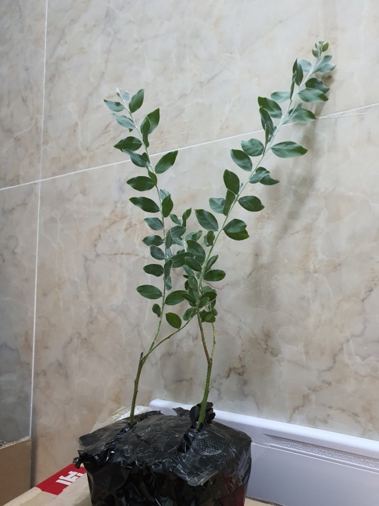 [자랑질] 카페 이벤트로 받은 둥근잎 아카시아 키우기 How to Grow acacia podalyriifolia (feat 생명나무농장 카페)