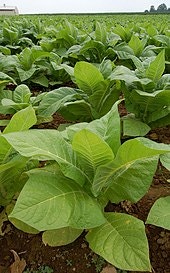 tobacco  cigarette cigarette    vs ,  ?  - ,  