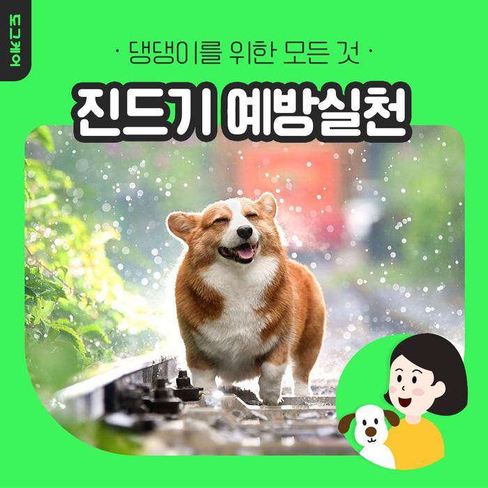  강아지 진드기 예방 실천