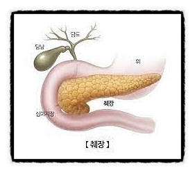  췌장의 구조, 인슐린, 혈액 호르몬 십이지장 비장 포도당 세포