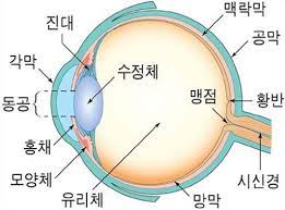  눈 구조기능 귀 구조기능 특징역할 감각기관 시력청력 수정체고막 균형감각 생리학 간호학공부