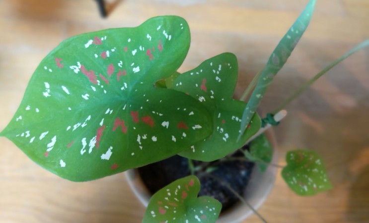 칼라디움 플로리다크라운 키우기 물주기 화려한잎의 여름식물 휴면