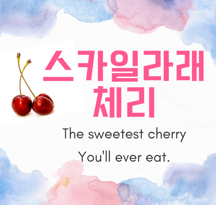  미국 북서부의 스카일라래 체리/프리미엄 노란체리엄청 달아요!!!체리효능고고