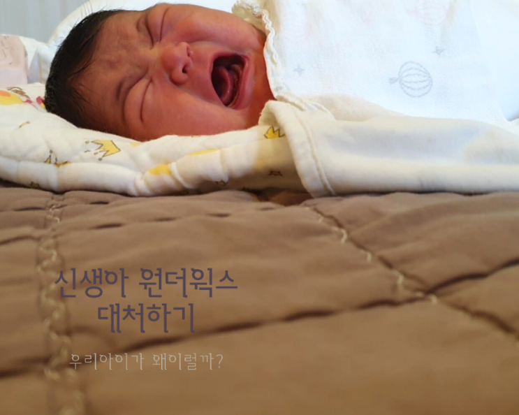  신생아 원더윅스 대처하는 방법.