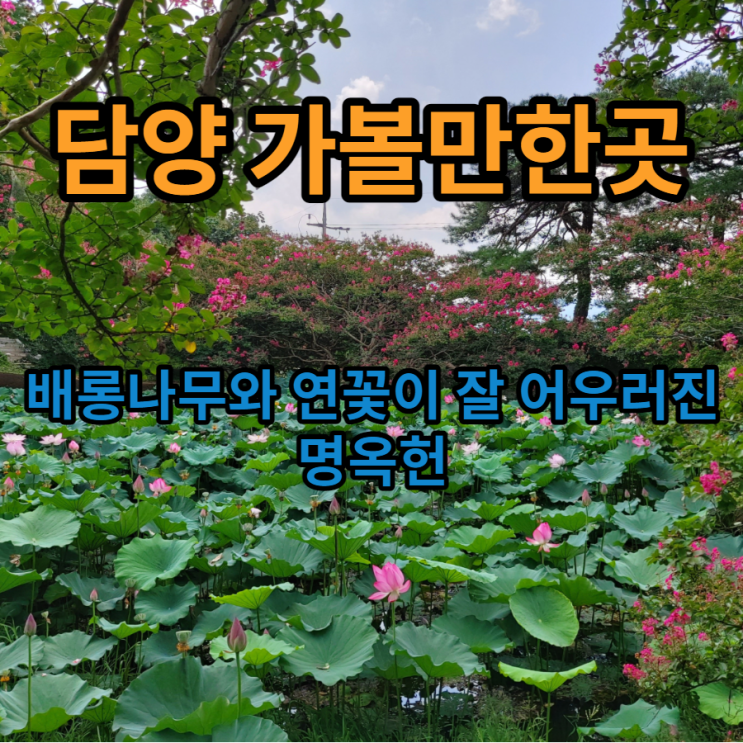  배롱나무와 연꽃이 어우러진 담양 가볼만한곳 명옥헌