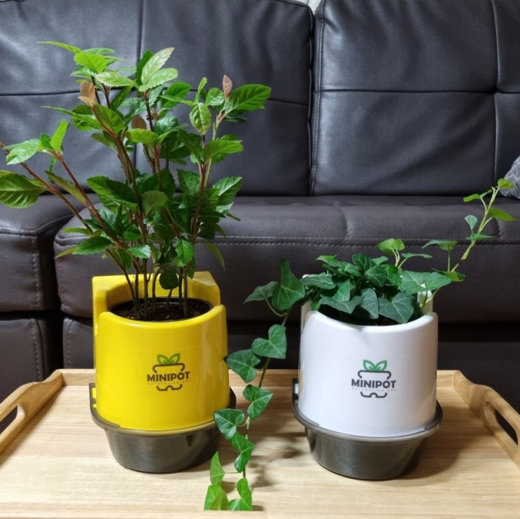 키우기 쉬운 공기정화식물 미니팟 파티션화분으로 실내 화분 가꾸기