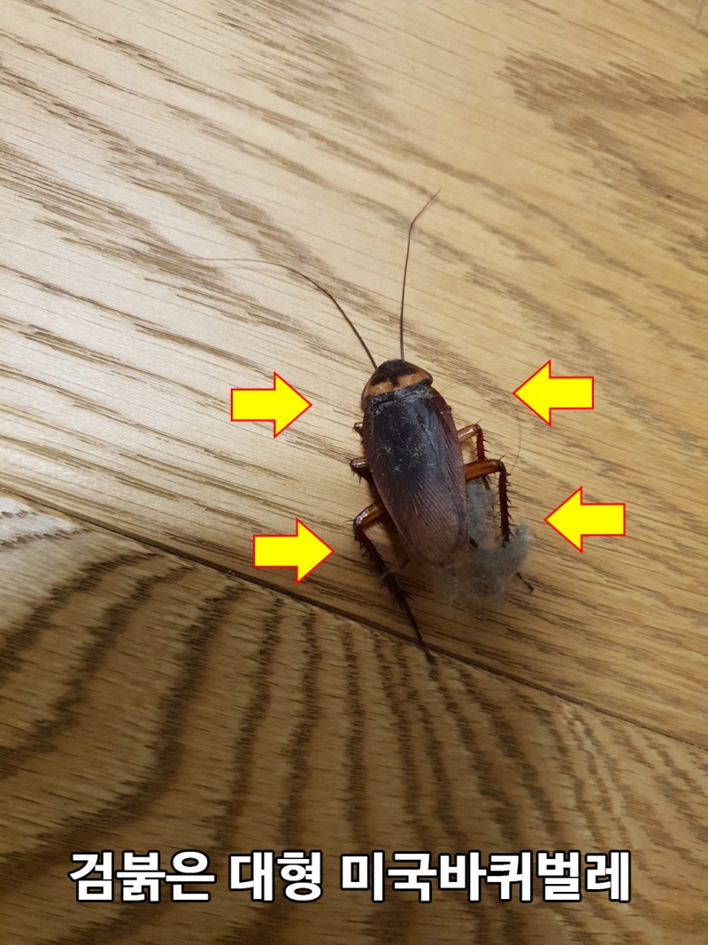 바퀴벌레 종류 설명 및 퇴치방식.. 집바퀴벌레 및 실외 일본바퀴벌레, 미국바퀴벌레 : 네이버 블로그