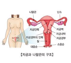  여성생식기호르몬 난관난소 구조기능 난소주기검사 배란월경 에스트로겐효능 호르몬종류역할 난포황체화 유방구조