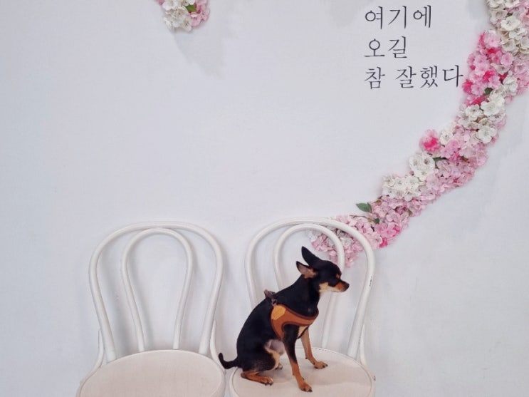  포항 애견동반카페 페이지38 솔직후기