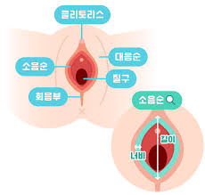 여성생식기 외부내부 자궁역할 인대종류 산도분비물특징 여성간호학공부