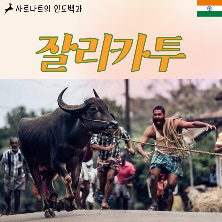  잘리카투 - 인도의 투우 경기